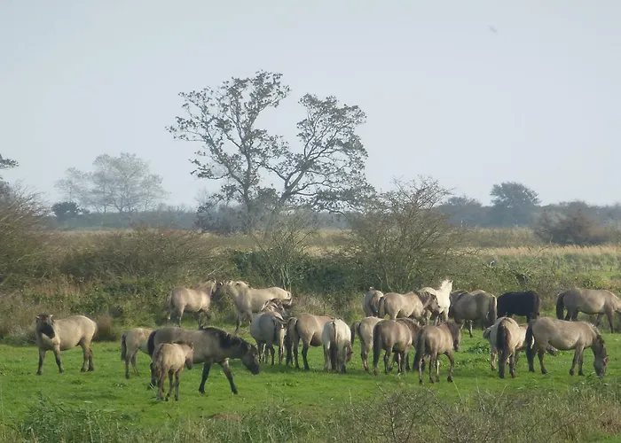 Traumlage Lejlighed *